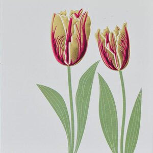 Wendy Jones-Blackett Blank Card - Q1243